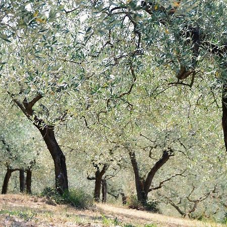 B&B Lavanda E Rosmarino อัสซิซี ภายนอก รูปภาพ