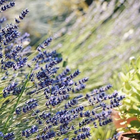 B&B Lavanda E Rosmarino อัสซิซี ภายนอก รูปภาพ
