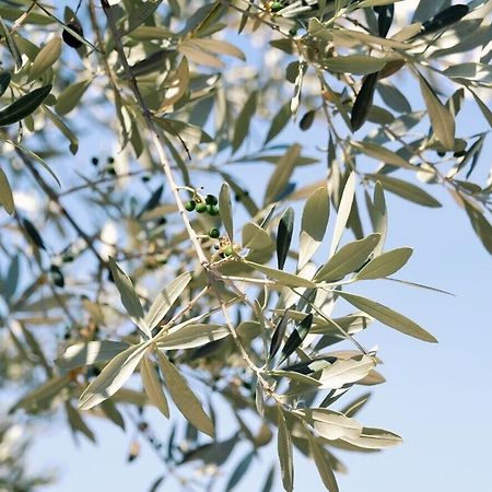 B&B Lavanda E Rosmarino อัสซิซี ภายนอก รูปภาพ