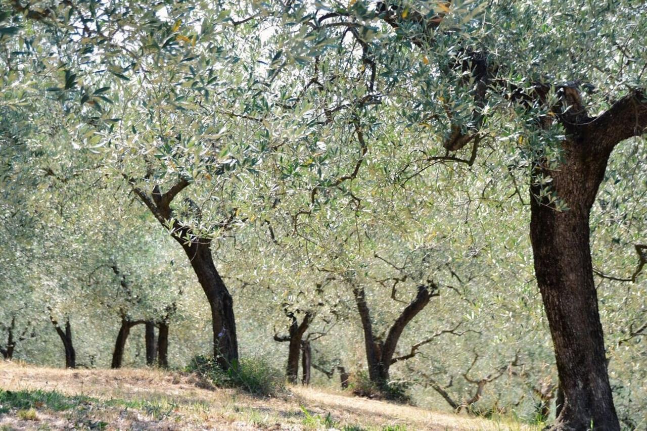 B&B Lavanda E Rosmarino อัสซิซี ภายนอก รูปภาพ