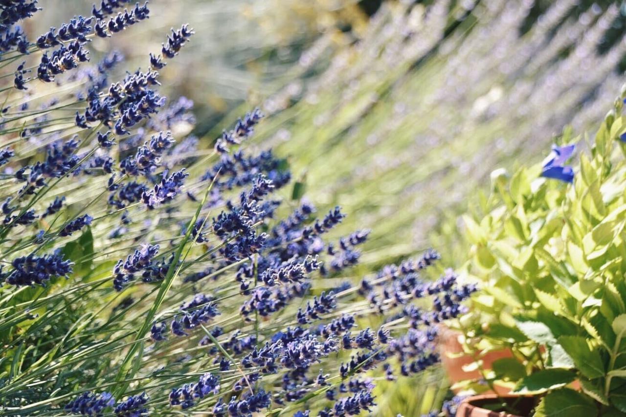 B&B Lavanda E Rosmarino อัสซิซี ภายนอก รูปภาพ
