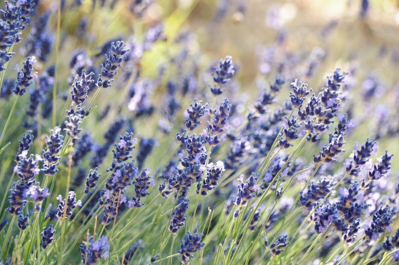 B&B Lavanda E Rosmarino อัสซิซี ภายนอก รูปภาพ