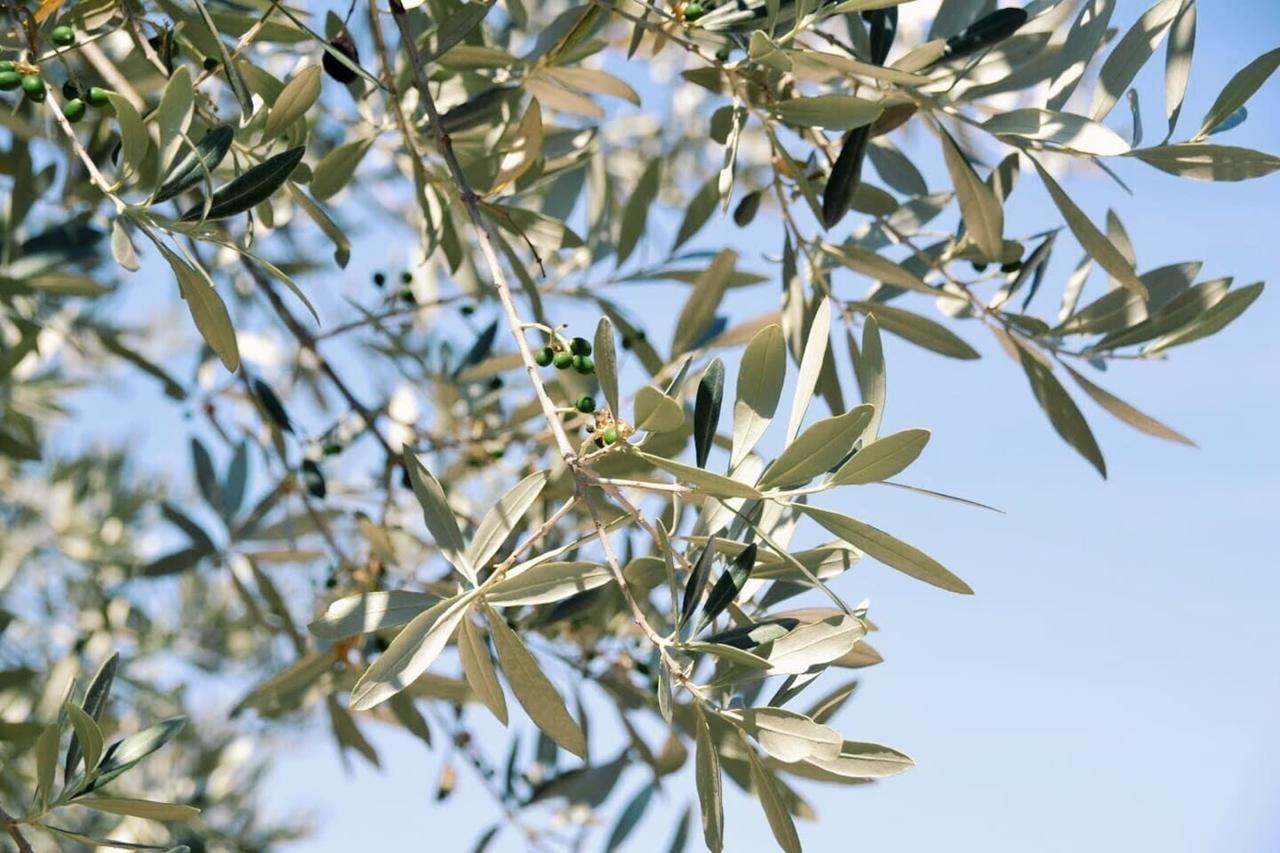 B&B Lavanda E Rosmarino อัสซิซี ภายนอก รูปภาพ